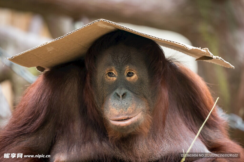 猩猩头顶纸板表情呆萌