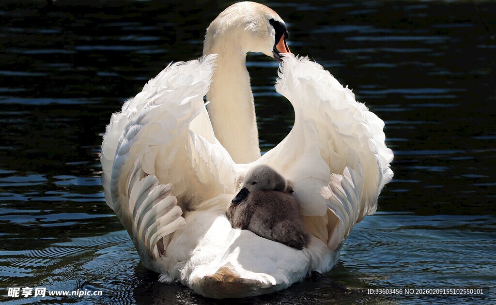 优雅天鹅水中悠然自得