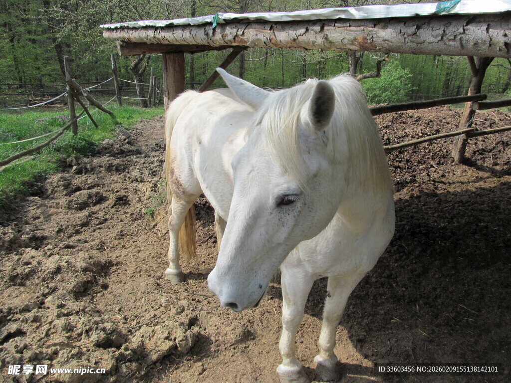 田园中站立的白色骏马