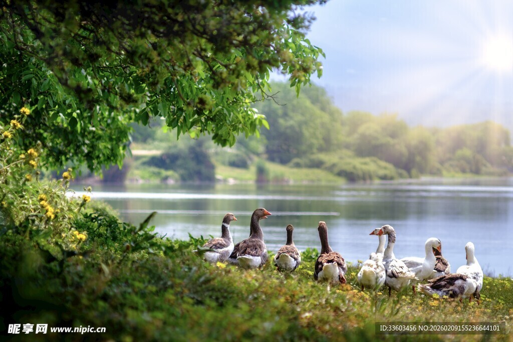湖畔群鹅的自然美景