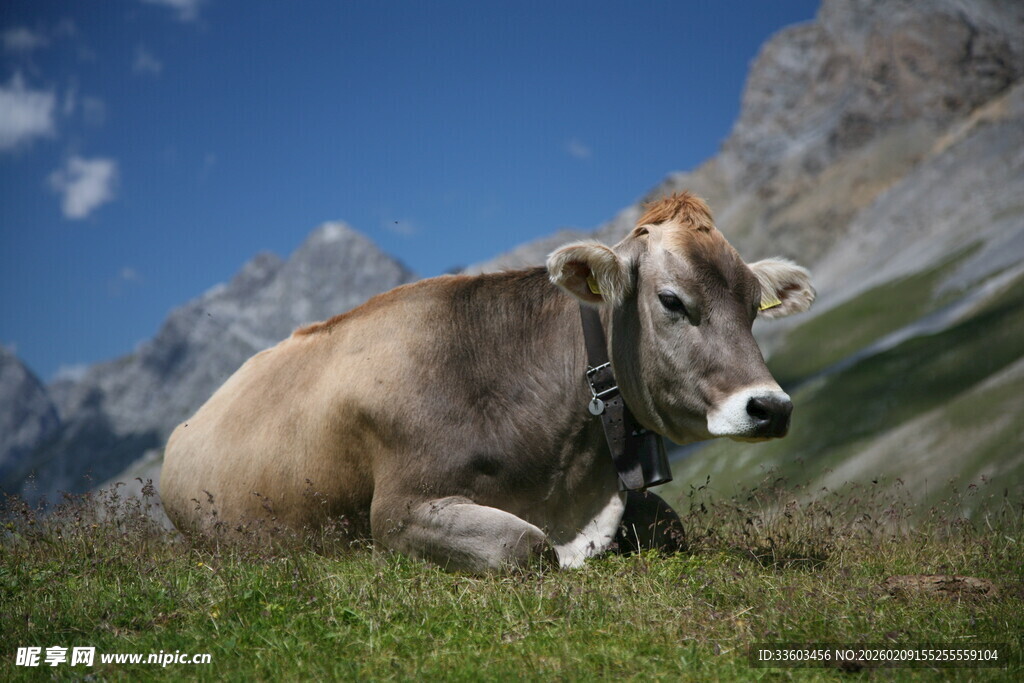 高山草地休憩的牛
