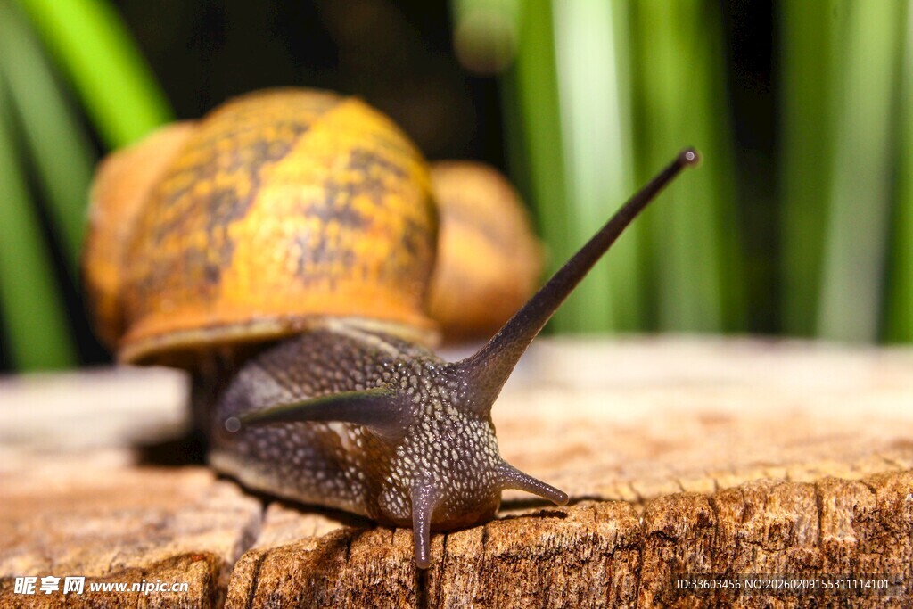 木头上的蜗牛特写