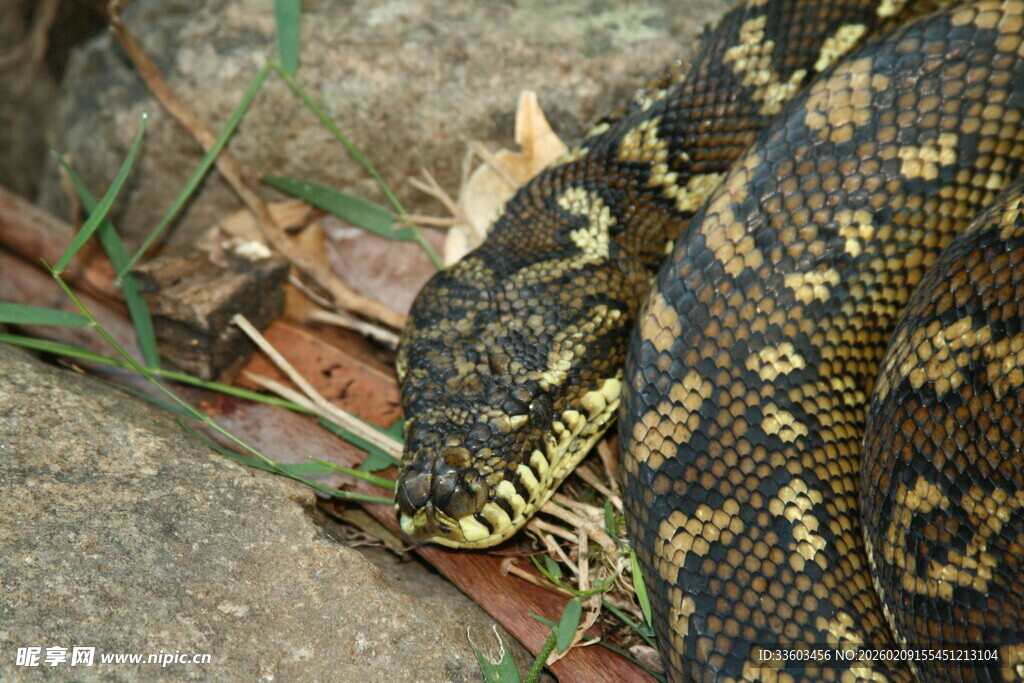 草丛中的花纹蛇