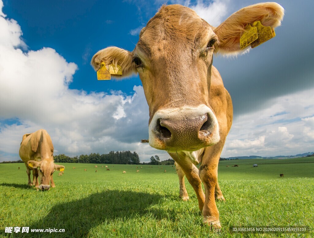 草原上的两头牛