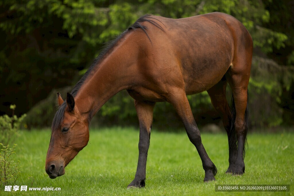 草原上低头吃草的骏马