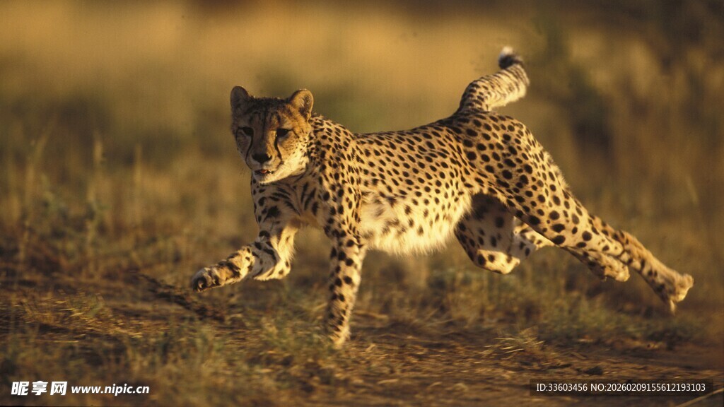 猎豹在草原上全力奔跑