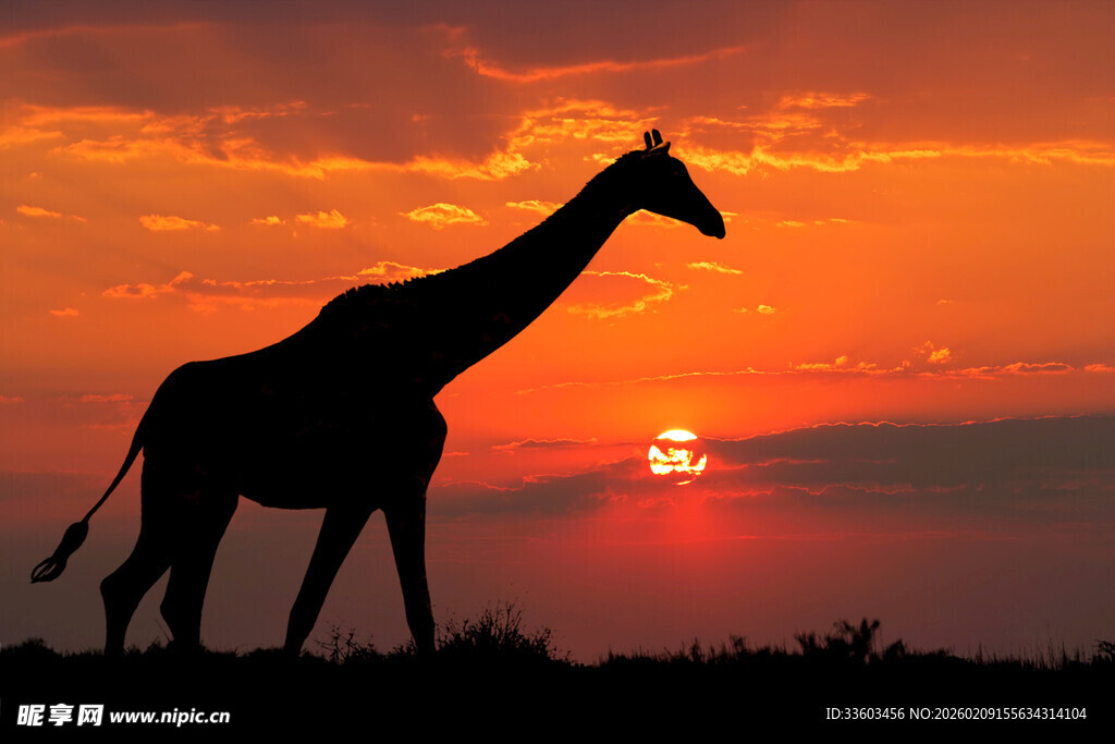 夕阳下的长颈鹿剪影