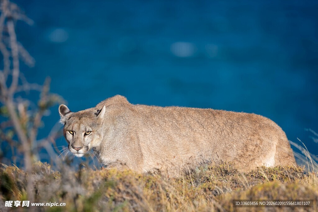 草原上的美洲狮