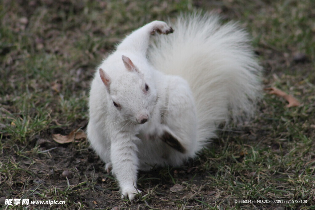 雪地中玩耍的可爱白松鼠