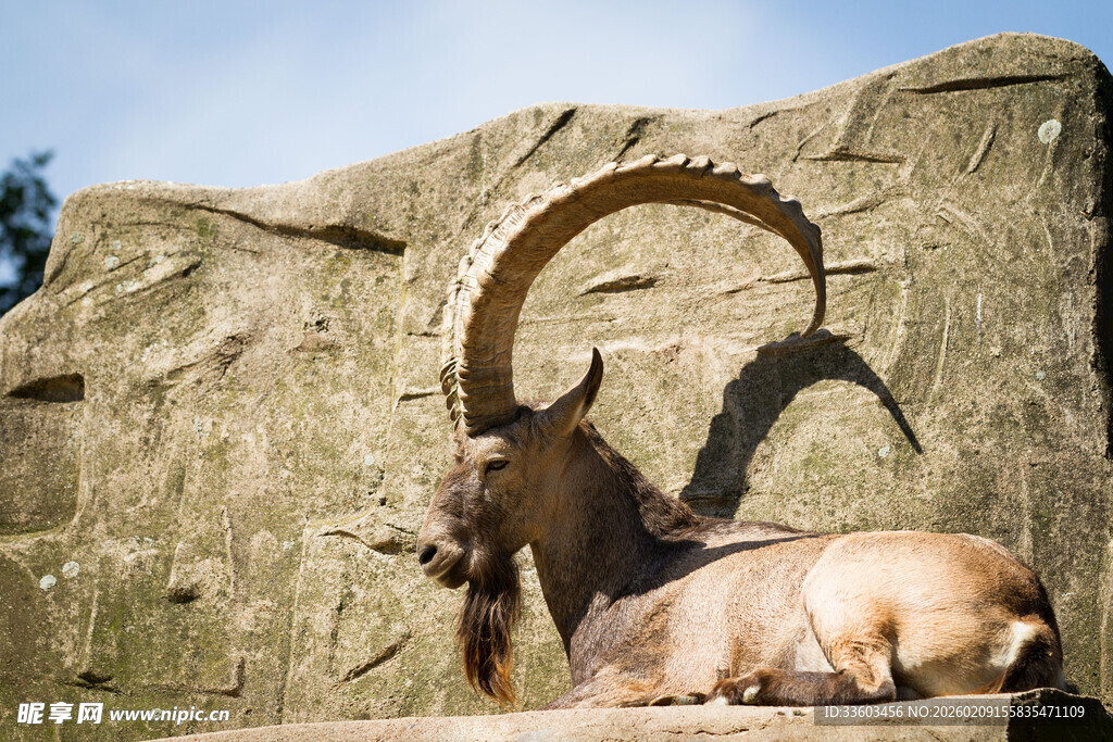 岩石上休憩的盘角羊
