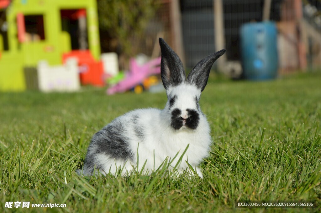 草地上的可爱黑白长毛兔