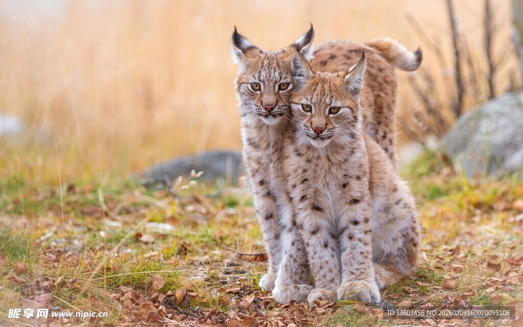 两只猞猁站立在野外