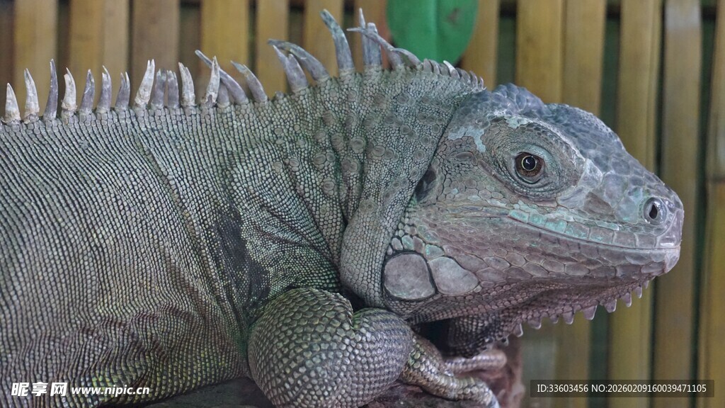 绿鬣蜥特写