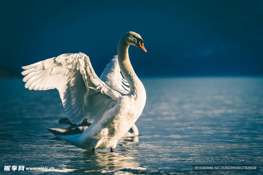 天鹅于湖面优雅展翅