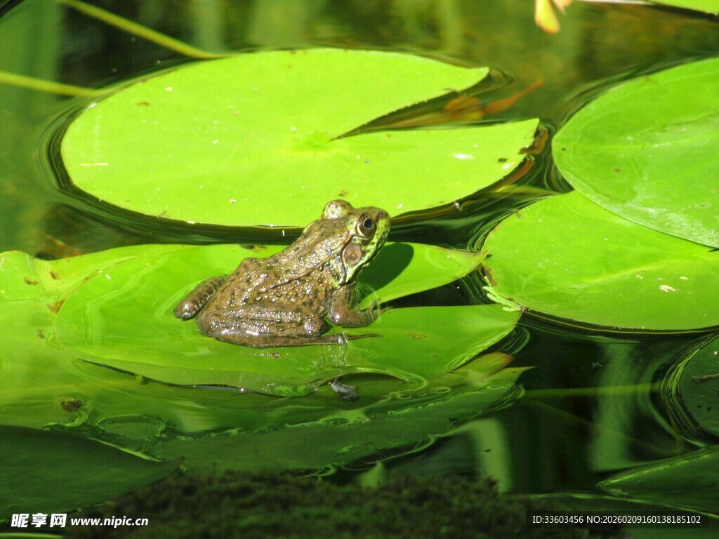 青蛙静卧于荷叶之上