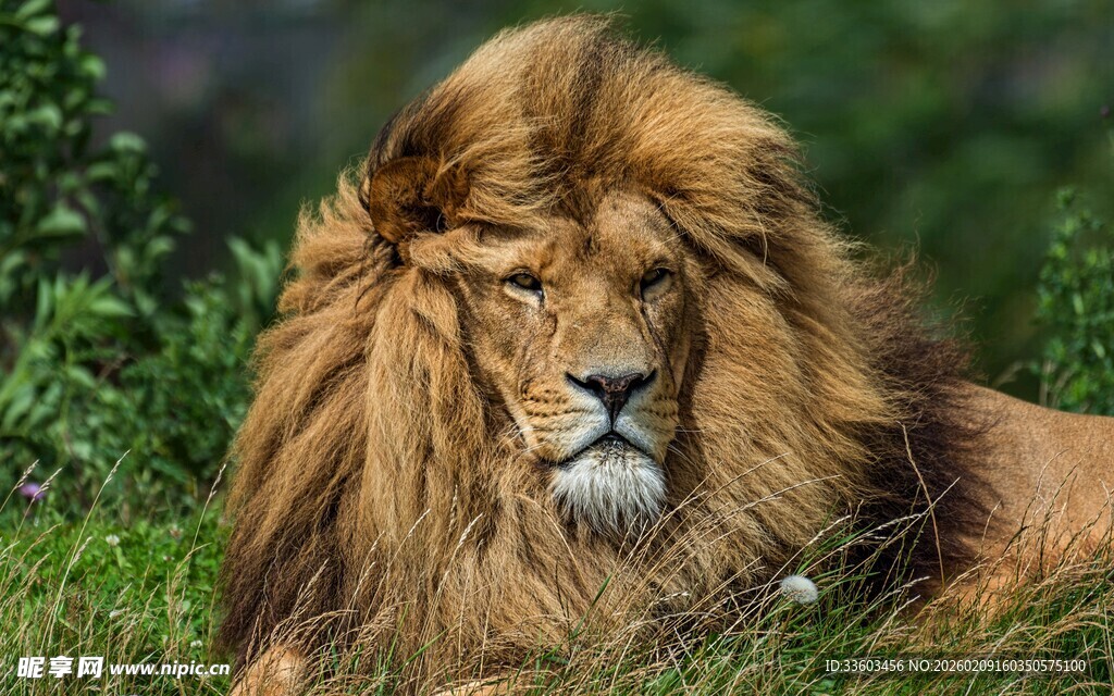 草原雄狮休憩