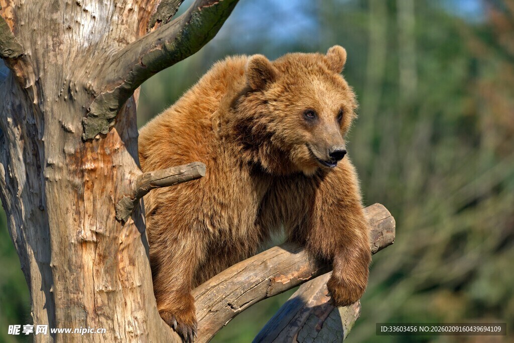 棕熊栖息于粗壮树枝上