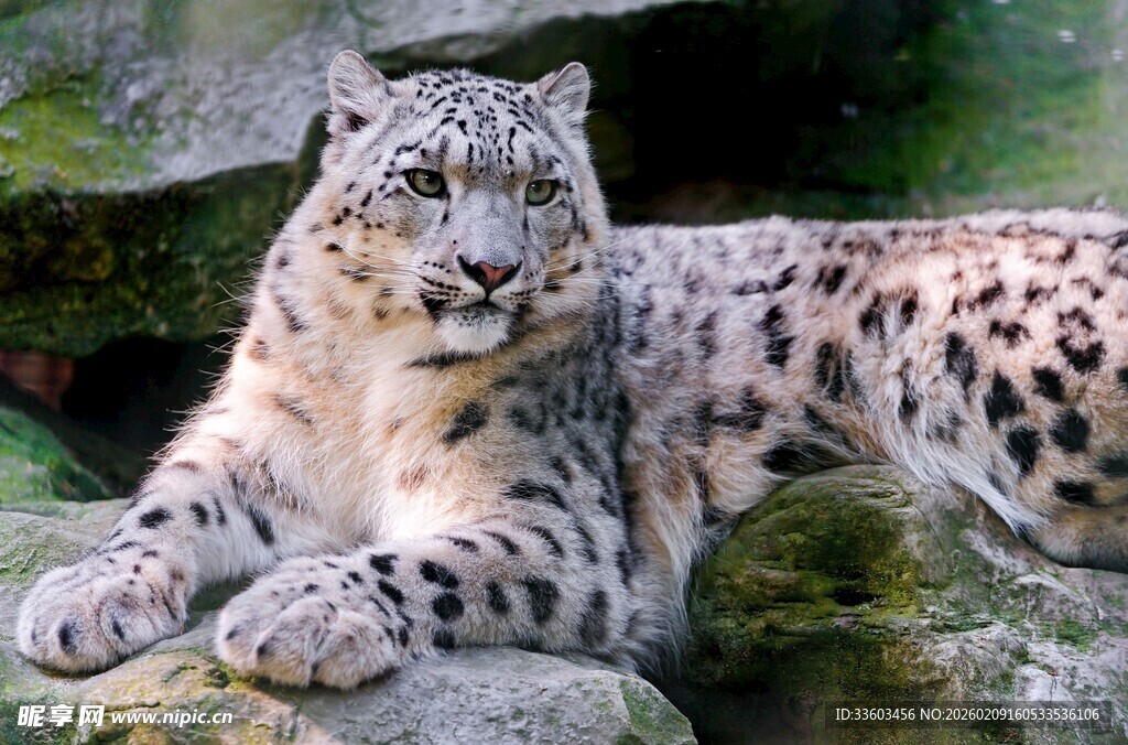 雪豹趴卧岩石上