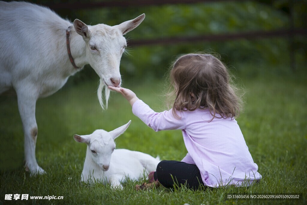 小女孩温柔喂食山羊与小羊