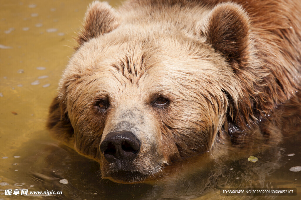 水中的棕熊