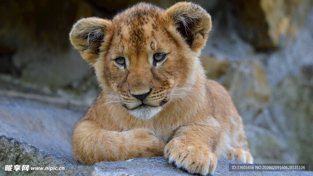 可爱小狮子趴坐岩石上