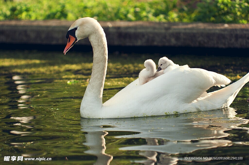 优雅天鹅水中悠然游弋