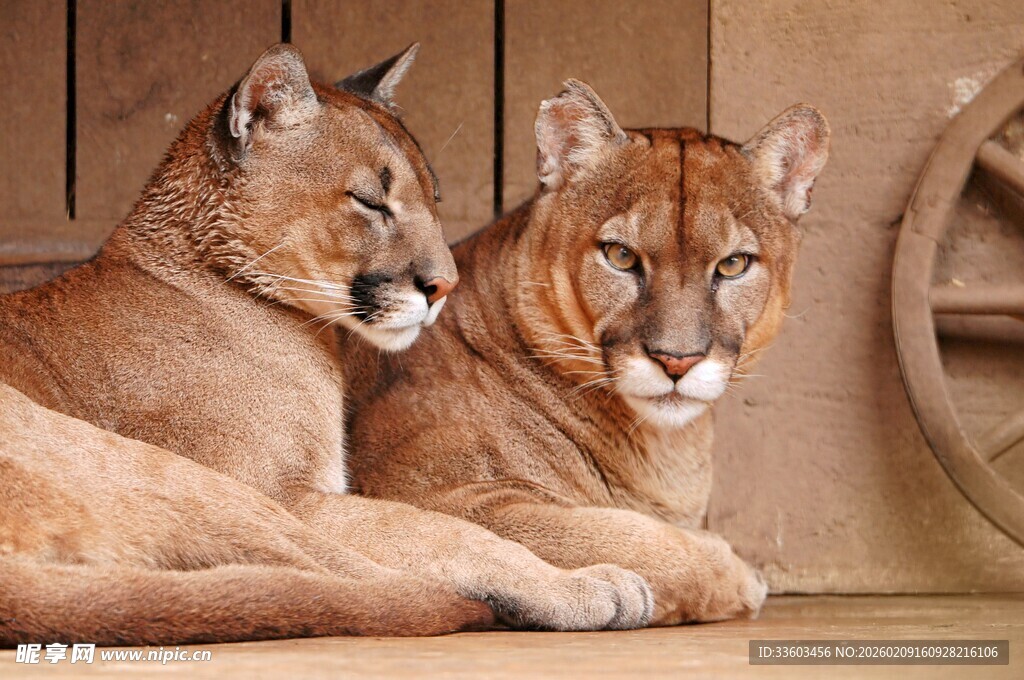 两只山猫慵懒休憩