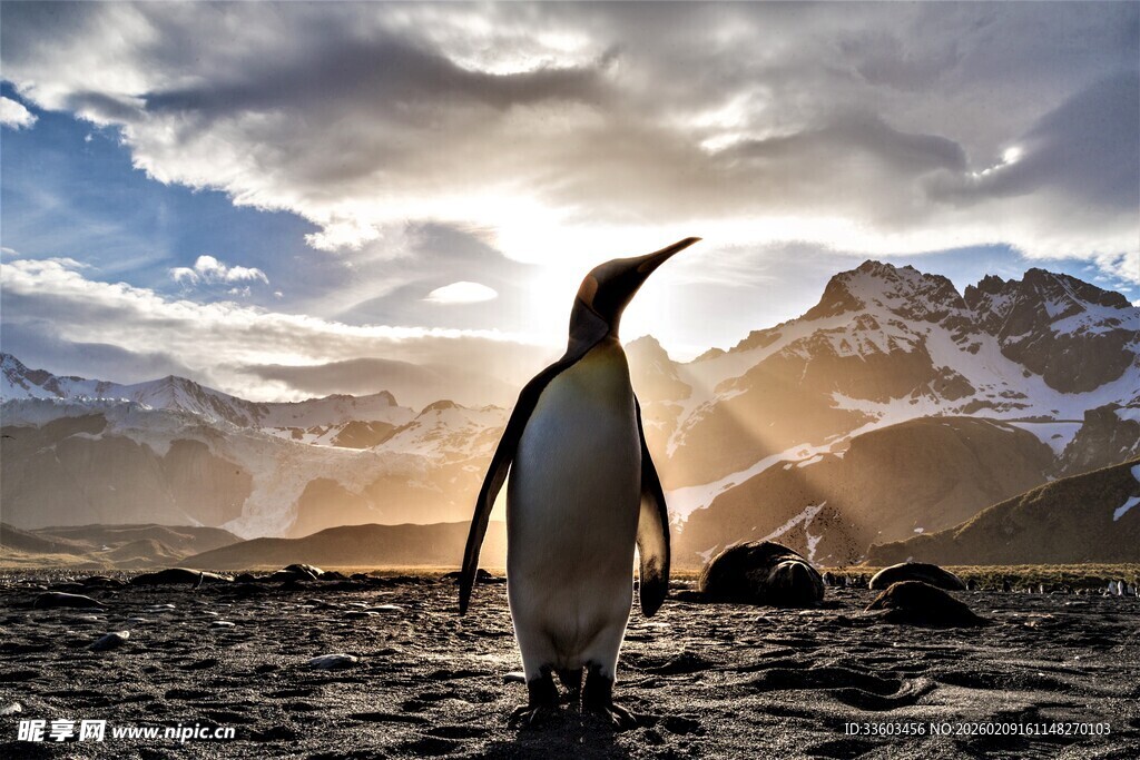 夕阳下的孤独企鹅