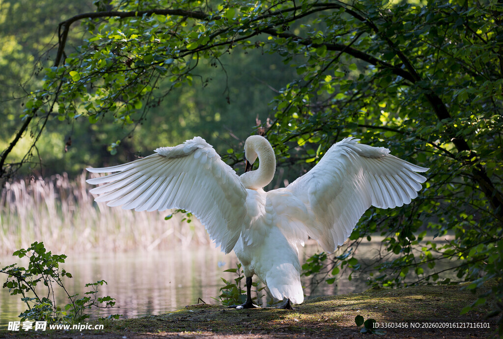 湖畔天鹅展翅优雅瞬间