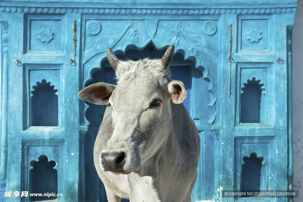 蓝墙前的白色牛