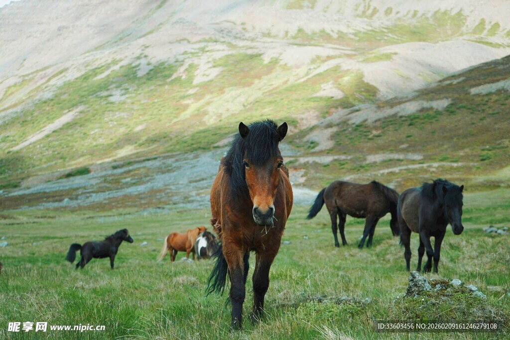 草原上的骏马群