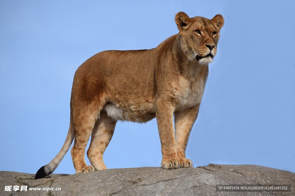 岩石上的威严母狮