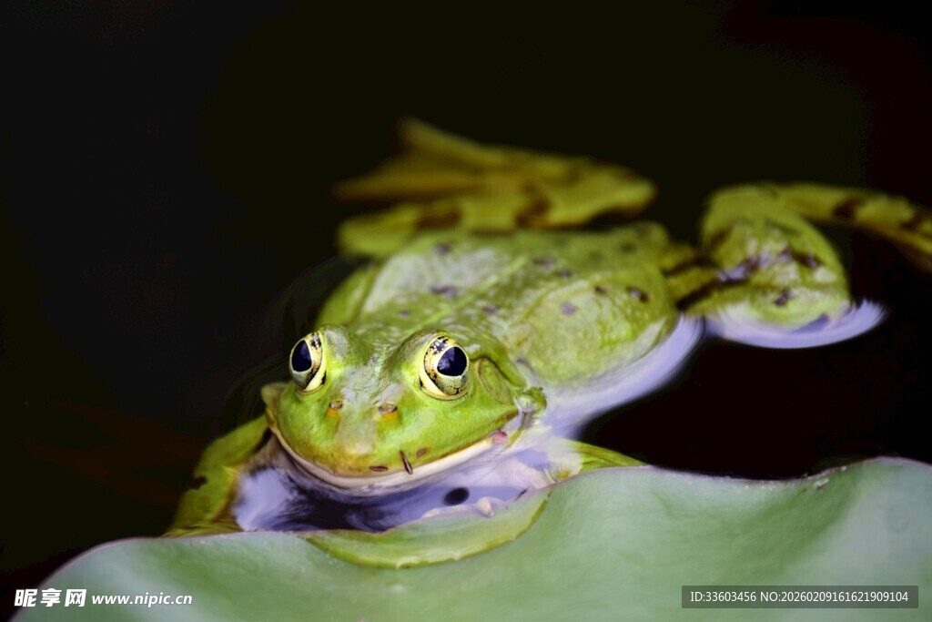 绿叶上的翠绿青蛙