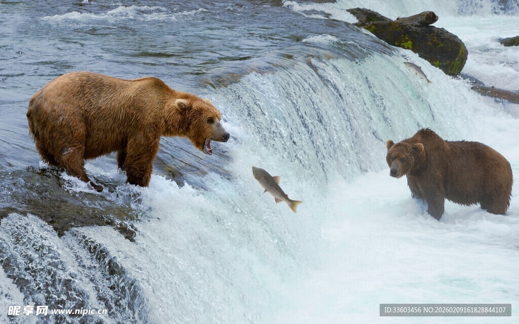 棕熊河中捕鲑鱼精彩瞬间