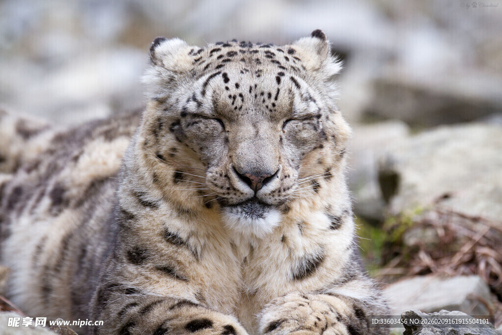 雪豹静卧岩石间