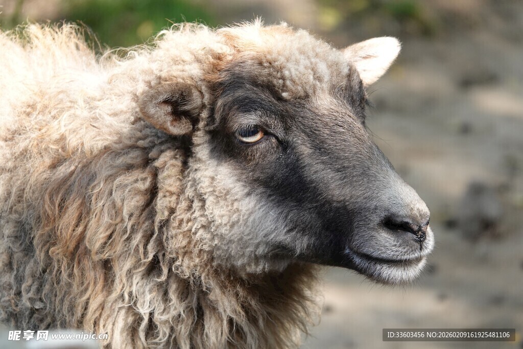 毛茸茸的绵羊特写