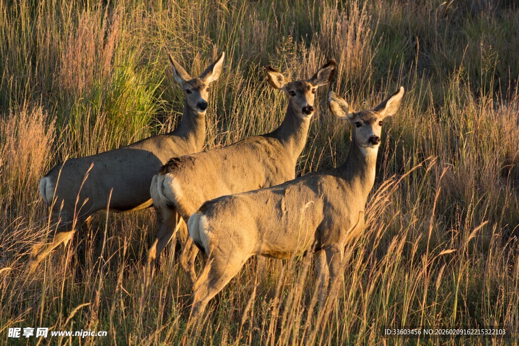 草原上的几只优雅小鹿