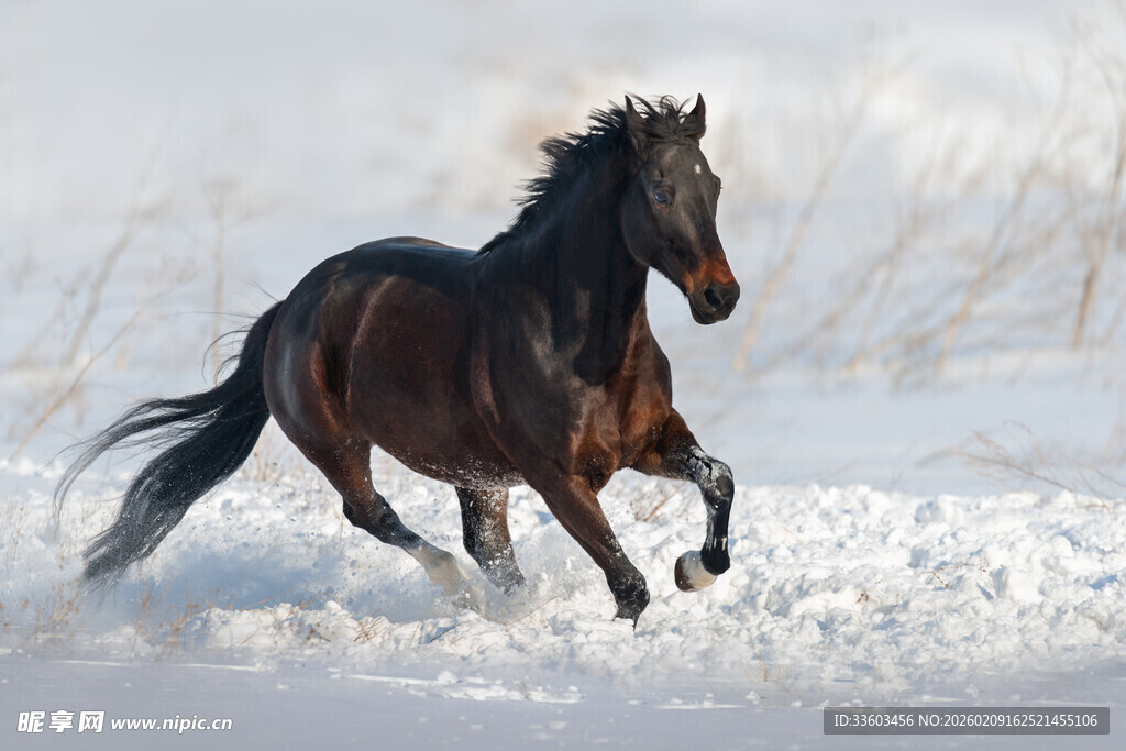 雪地中奔腾的骏马