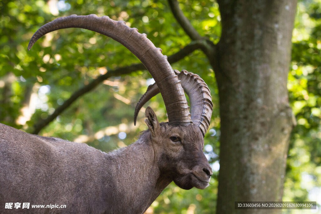 站立的长角山羊