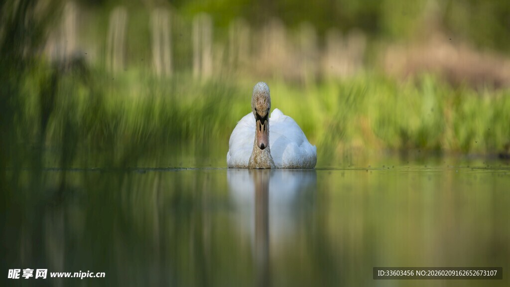 水中优雅天鹅