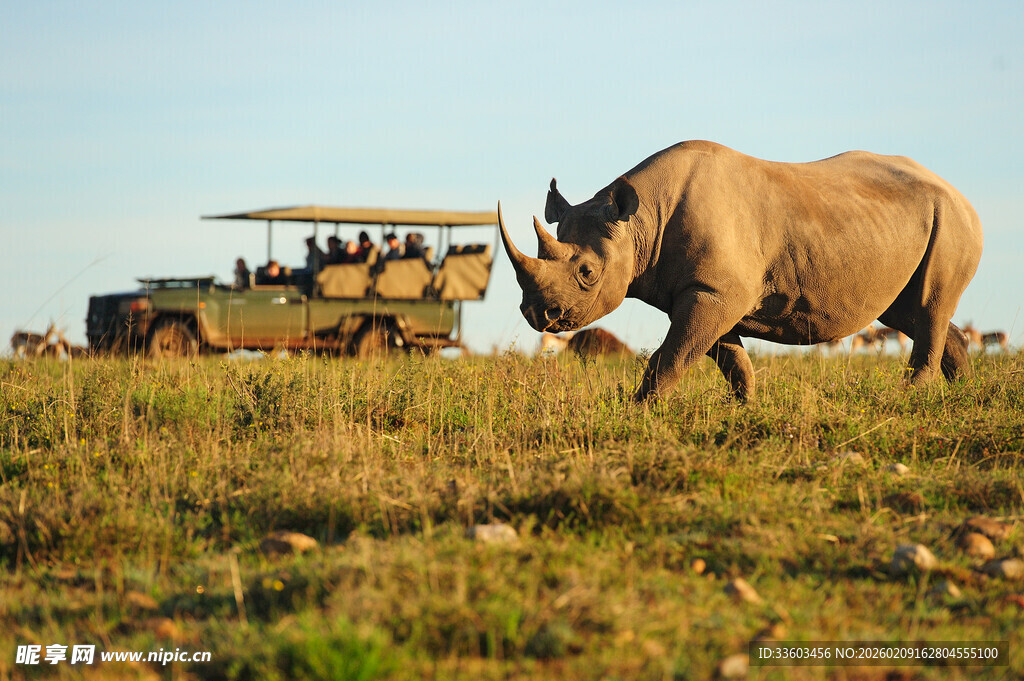草原上犀牛与观光车同框