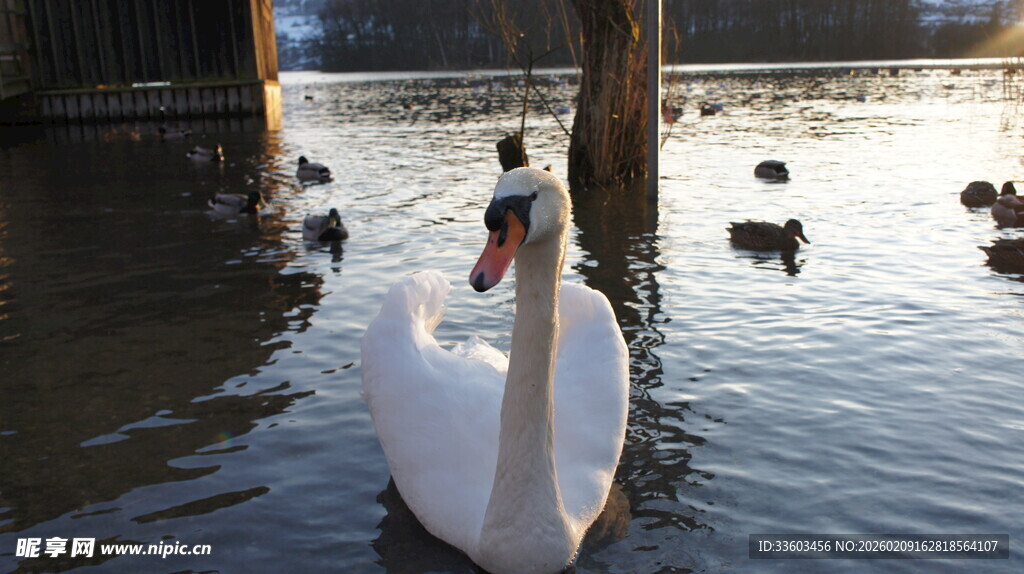 湖面上优雅的天鹅与野鸭