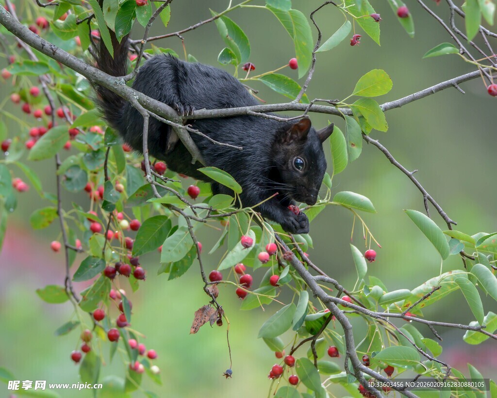 黑松鼠栖于结红果的枝头