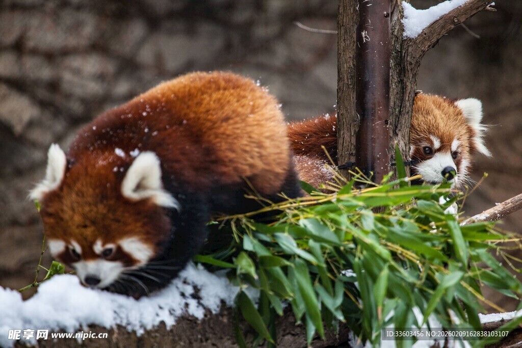 小熊猫雪地啃食鲜竹叶