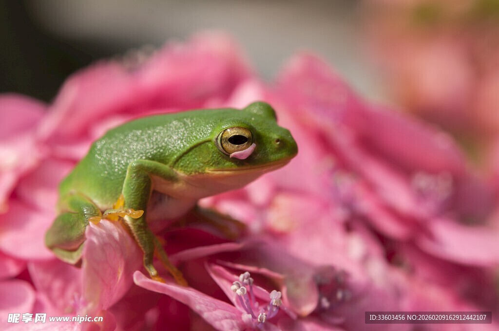 绿蛙栖于娇艳花朵上