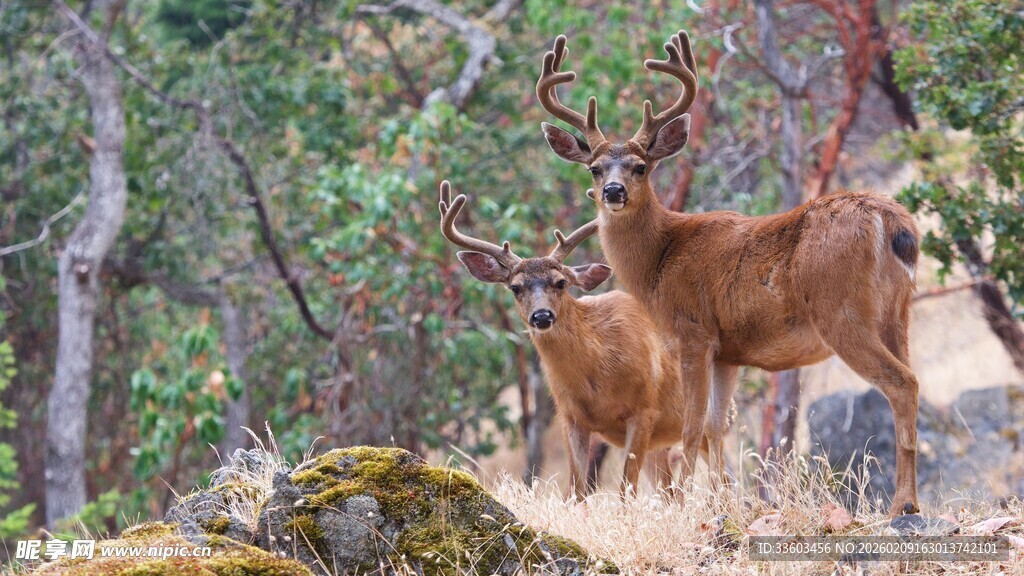 山林中的雄鹿与幼鹿
