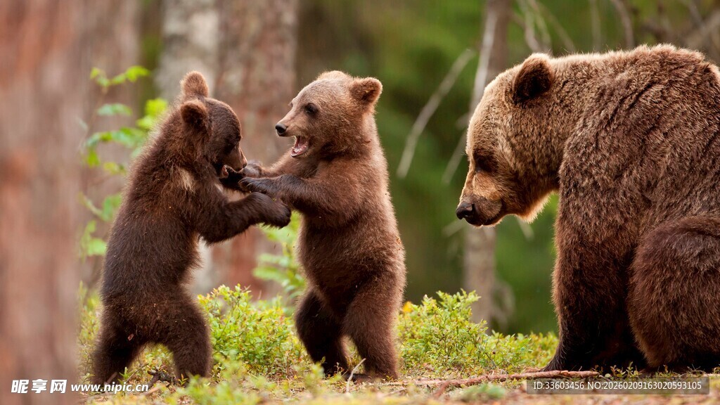 熊妈妈与小熊