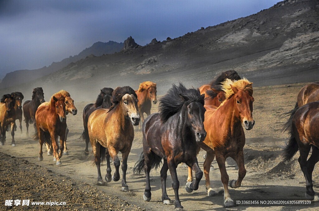 群马驰骋于旷野之路