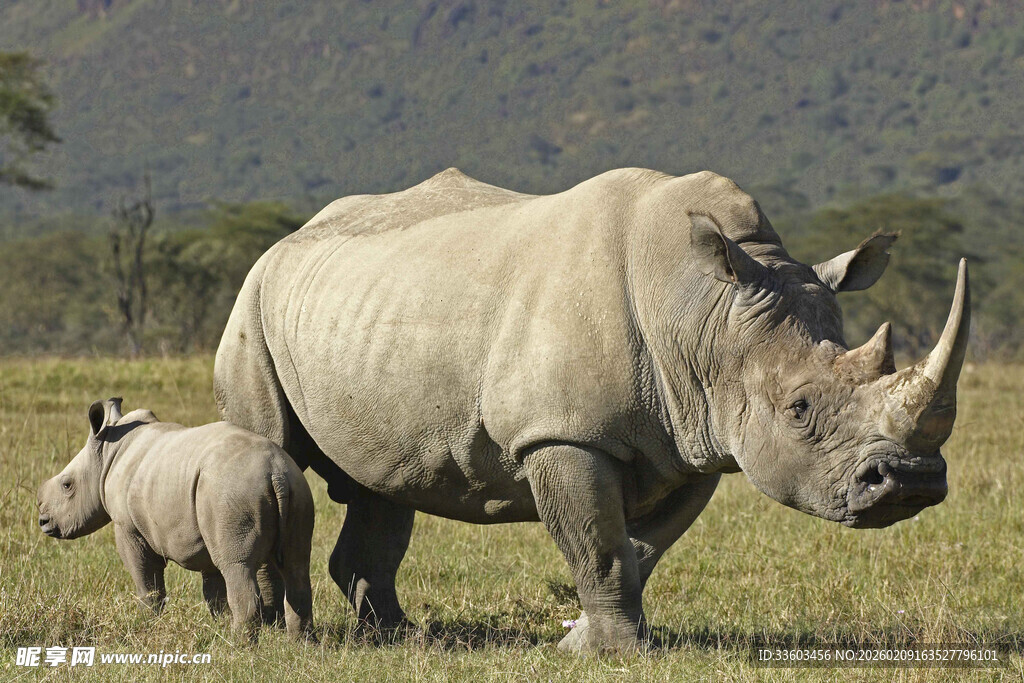 草原上的双犀牛母子