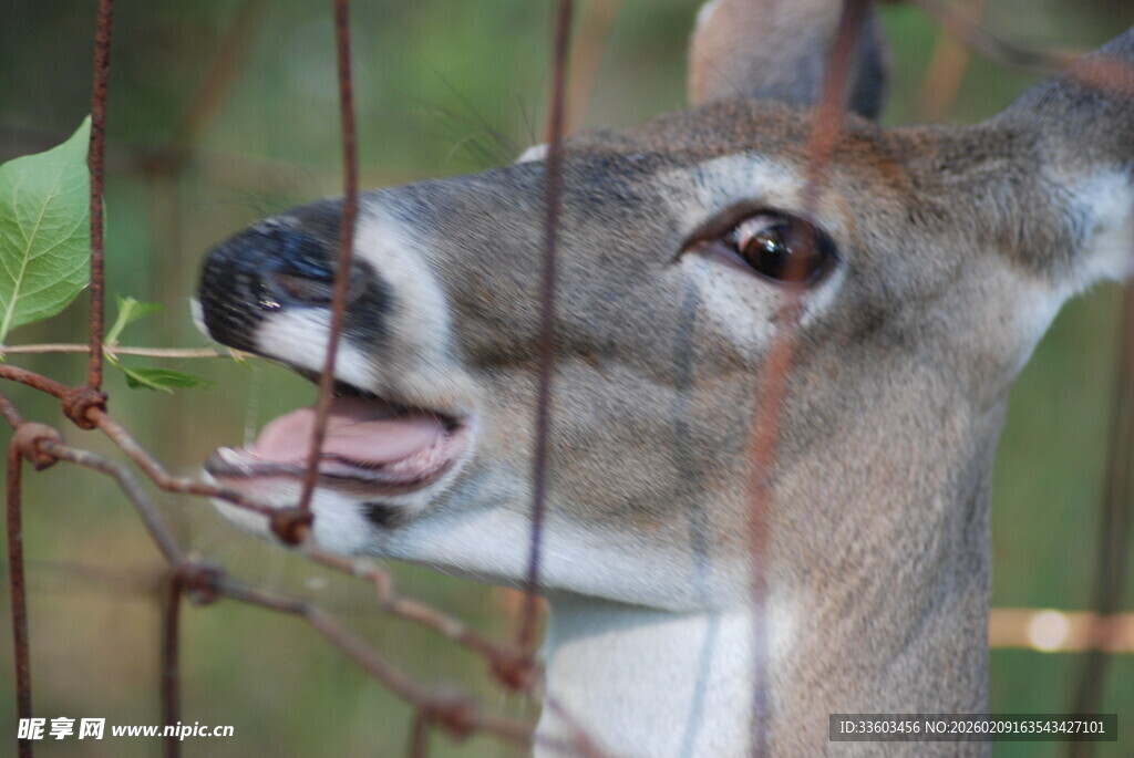 鹿张嘴吃树叶的瞬间